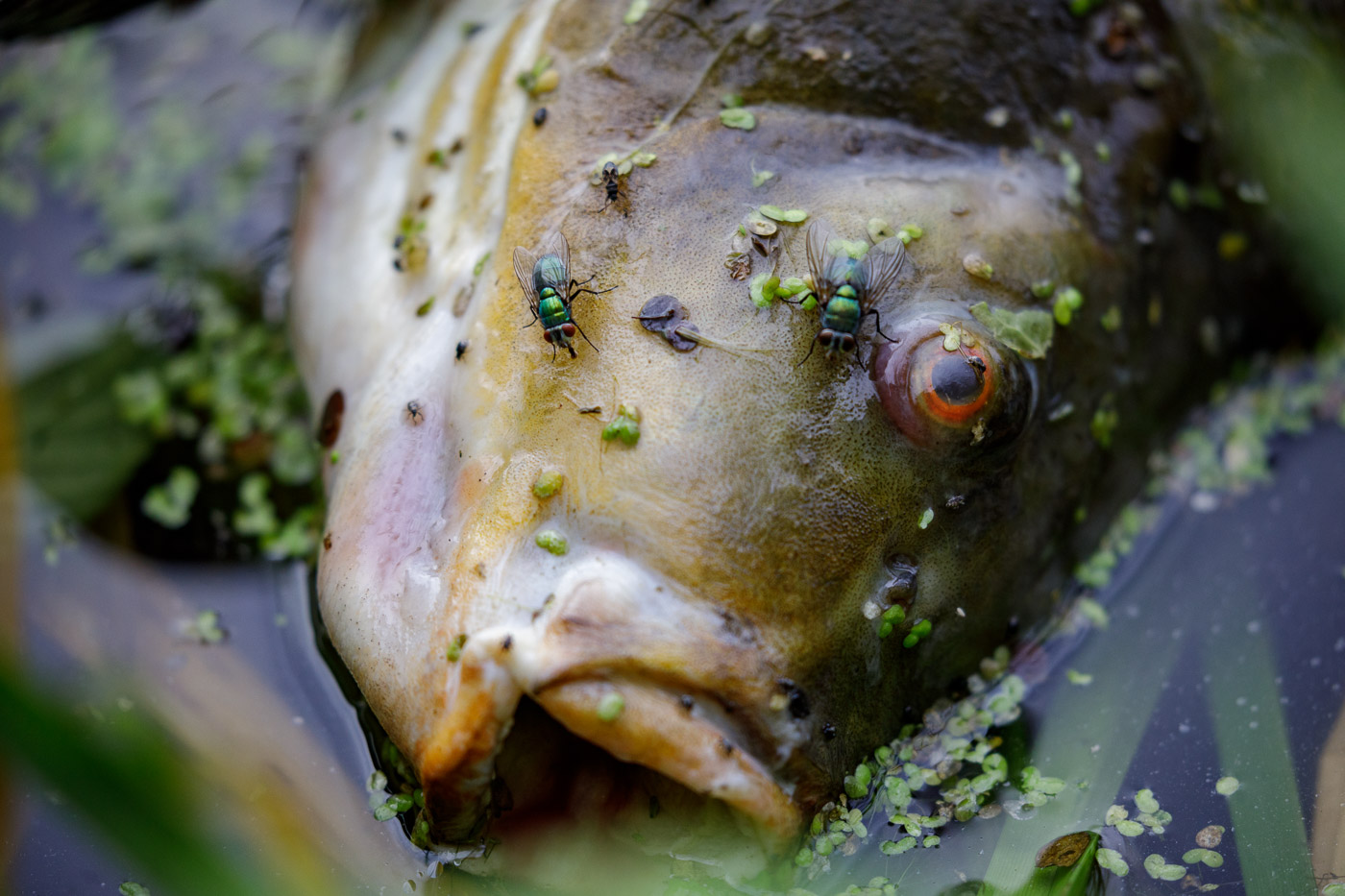 Fischsterben